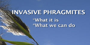 Phragmites